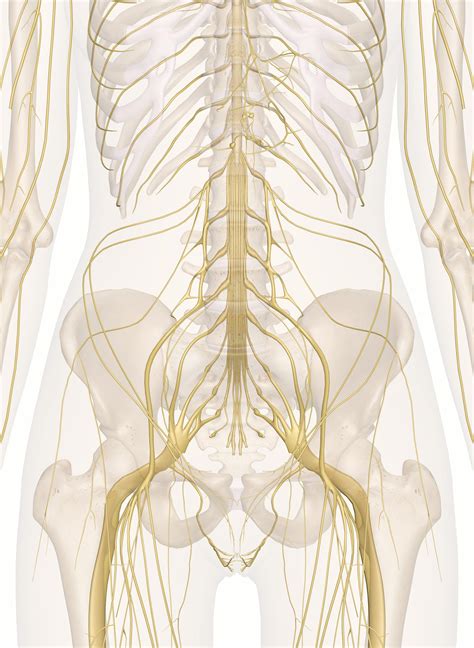 3D Anatomy of the Abdomen, Lower Back, and Pelvis Nerves