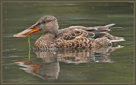 Northern Shoveler - female | Flickr - Photo Sharing!