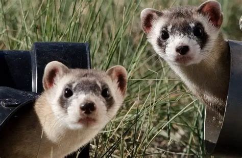 Black-Footed Ferret - Description, Habitat, Image, Diet, and ...