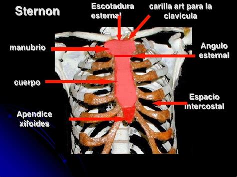 ESQUELETO AXIAL