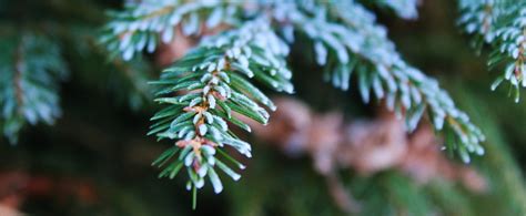 From Cedar To Yew - Dan Ori Shares His Favourite Coniferous Tree Types | Horticulture Magazine