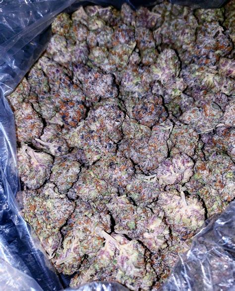 Buy purple punch strain where to buy online - weed for sale uk