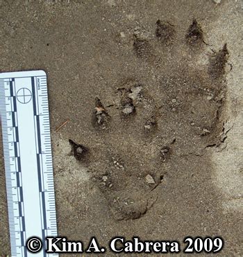 A pair of older otter tracks in sand near a river.