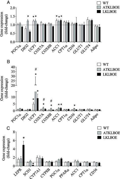 FGF21 induced metabolic gene expression in mice after 12 weeks of... | Download Scientific Diagram