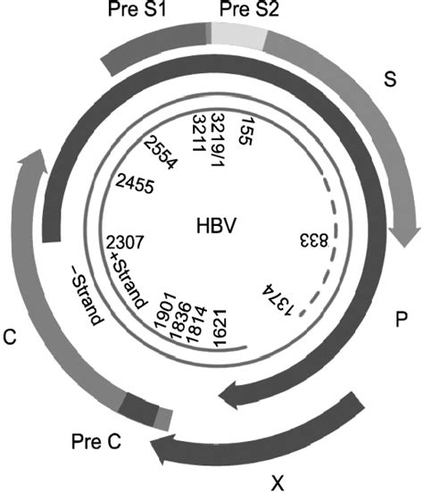 Schematic of the organization of the hepatitis B virus (HBV) genome.... | Download Scientific ...