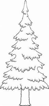 Free Coloring Pages Spruce Tree sketch template