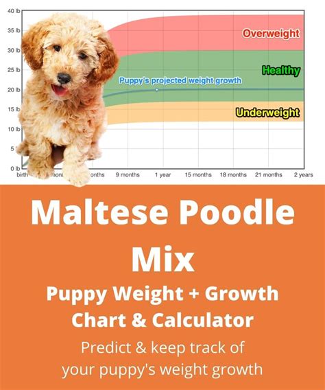 Maltese Poodle Weight+Growth Chart 2024 - How Heavy Will My Maltese ...