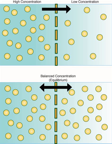 Look At The Diagram Of Diffusion In A Cell