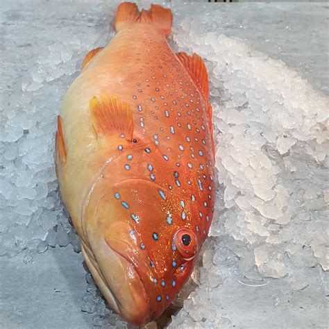 Fresh Red Grouper in Singapore - VitaminSeafood