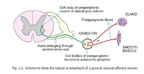 Preganglionic and Postganglionic Neurons