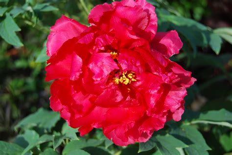 If you live in the zones where peonies thrive, you're in luck. They're best in cold-weather ...