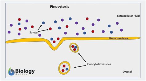 Pinocytosis - Definition and Examples - Biology Online Dictionary