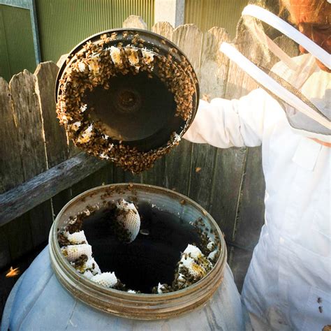 Swarm Removal – Illawarra Bees: raw honey & bee keeping