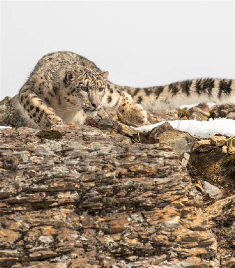 Snow Leopard Trekking in Ladakh | Book Your Package Online