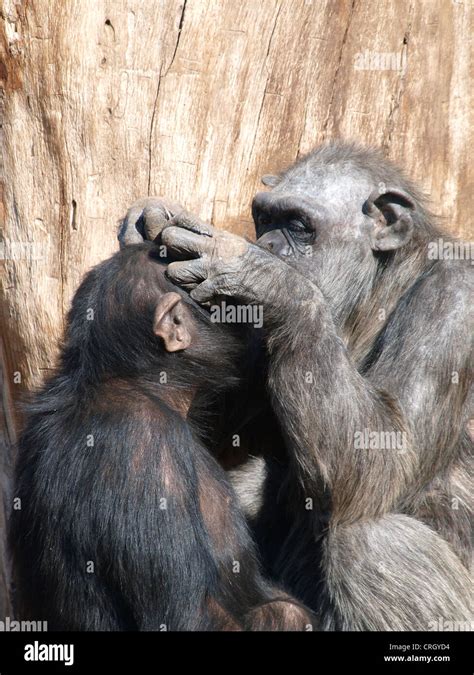 Ape grooming hi-res stock photography and images - Alamy