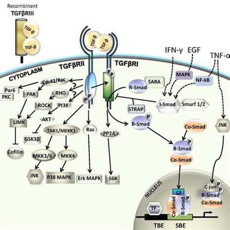 The TGF-β signaling through Smad-dependent and Smad-independent ...