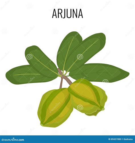 Arjuna, Medical Botanical Ayurvedic Tree. Plant, Fruit, Flowers, Bark, Leaves Hand Drawn Set ...