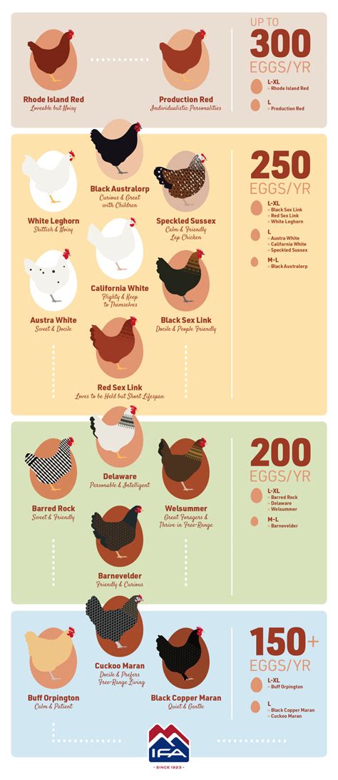 The Best Egg Laying Chickens: A Guide to Egg Production | IFA's Blog