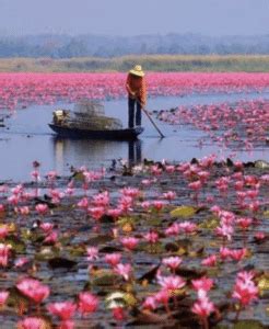 The Lotus Flower in Thailand | Learn Thai Style