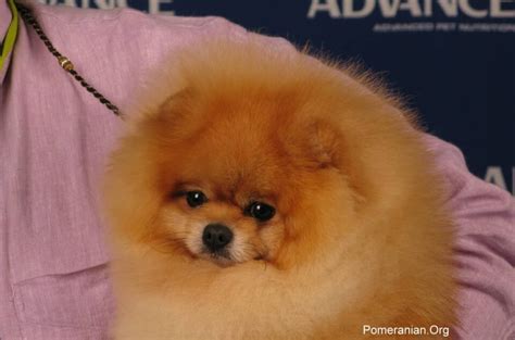 Teddy Bear Pomeranian Versus a Pomeranian Dog