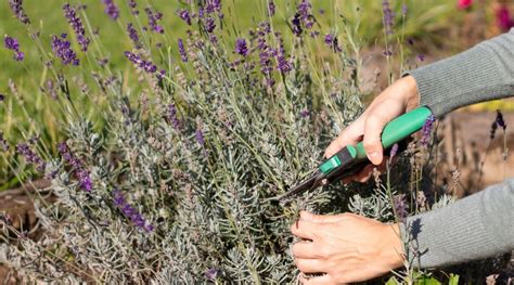 Get Rid of Caterpillars on Lavender: Effective Methods to Control and Prevent These Pests from ...