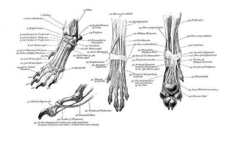 Anatomy image | Dog anatomy, Dog skeleton, Dog leg