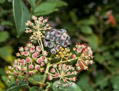 Persian Ivy Guide: How to Grow & Care for “Hedera Colchica”