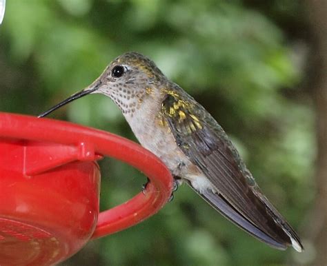 Birding Is Fun!: Broad-tailed Hummingbird