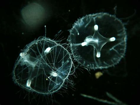 Freshwater Jellyfish (Craspedacusta sowerbyi)