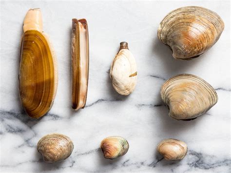 A Guide to Clam Types and What to Do With Them | Clams, Clam recipes, Seafood