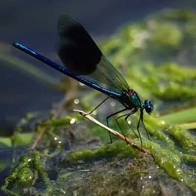 Damselfly Facts & Information (Zygoptera) - Pond Informer