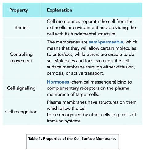 Function of Cell Membrane (A-level Biology) - Study Mind