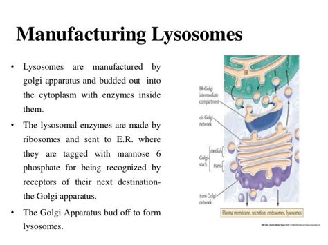 Lysosomes and peroxisomes