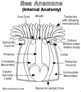 Sea Anemone Printout- EnchantedLearning.com