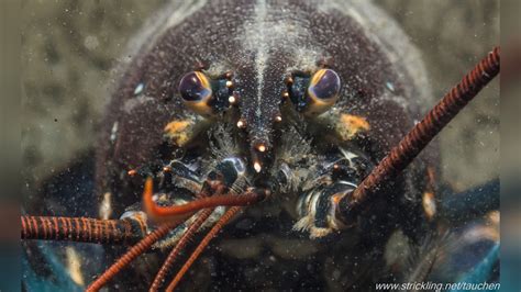 Homarus gammarus european lobster