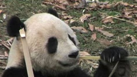 Washington's National Zoo Says Goodbye to Panda Tai Shan