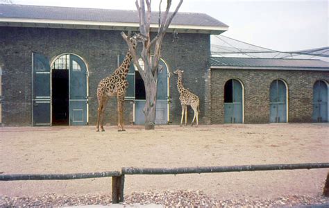 Giraffes, London Zoo 1969 | The Giraffe enclosure at London … | Flickr