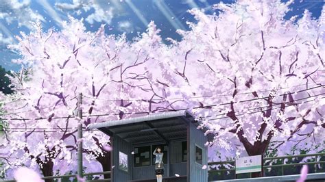 Aggregate more than 86 cherry blossom anime wallpaper best - awesomeenglish.edu.vn