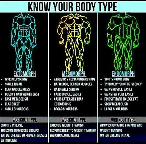 Lean Vs Muscular Body Types