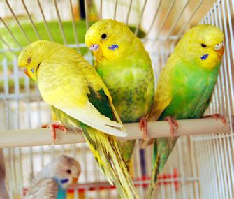 Fascinating Facts About Four Types of Parrots - Vetstreet | Vetstreet