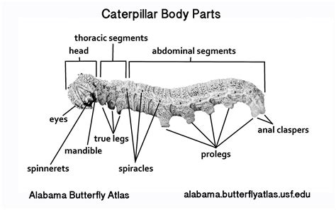 Graphics - Alabama Butterfly Atlas