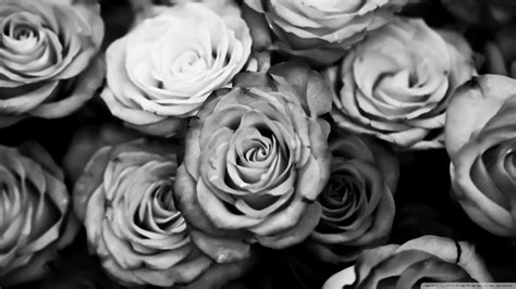 Black Roses Wallpaper (64+ images)