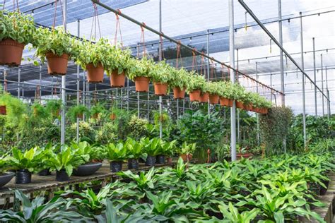 Plant Nursery stock image. Image of tropical, greenhouse - 35884431