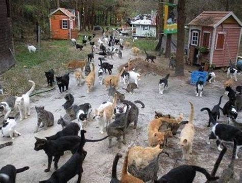 Tashirojima! {Cat Island} | Japan Amino