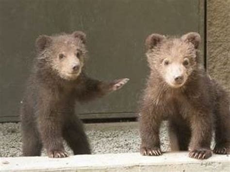 You can name Wildwood Zoo's Kodiak bear cubs