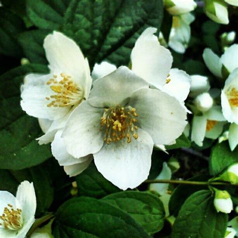 Mock Orange Blossoms | Mock orange, Blossom, Orange blossom