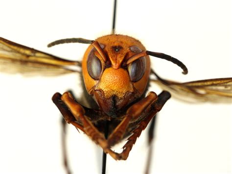 US scientists find country’s first ‘murder hornet’ nest | Environment ...