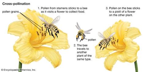 Cross-pollination | Definition, Plants, Mechanism, & Facts | Britannica