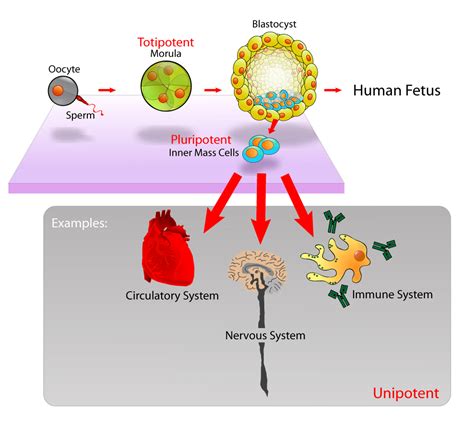 Stem Cells - Definition, Types and Uses | medcaretips.com