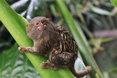 Pygmy Marmoset Fact Sheet - C.S.W.D